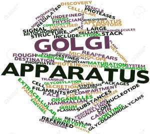 17023683-Word-cloud-astratto-per-apparato-di-Golgi-con-tag-correlati-e-termini-Archivio-Fotografico